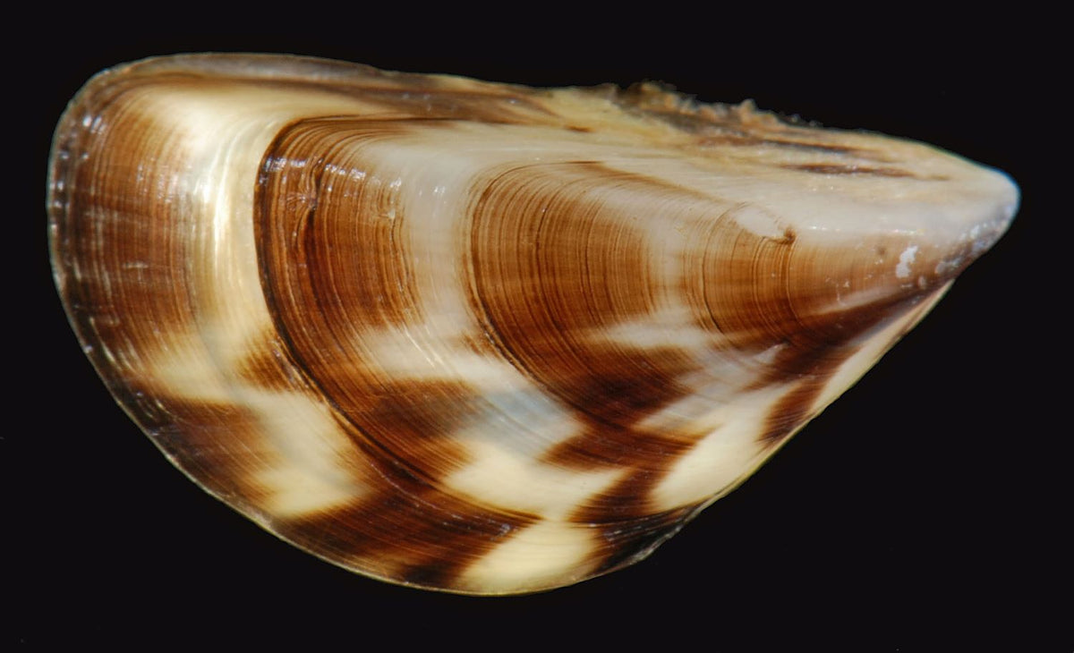 Targeted Invasive eDNA Assay (Single Species)