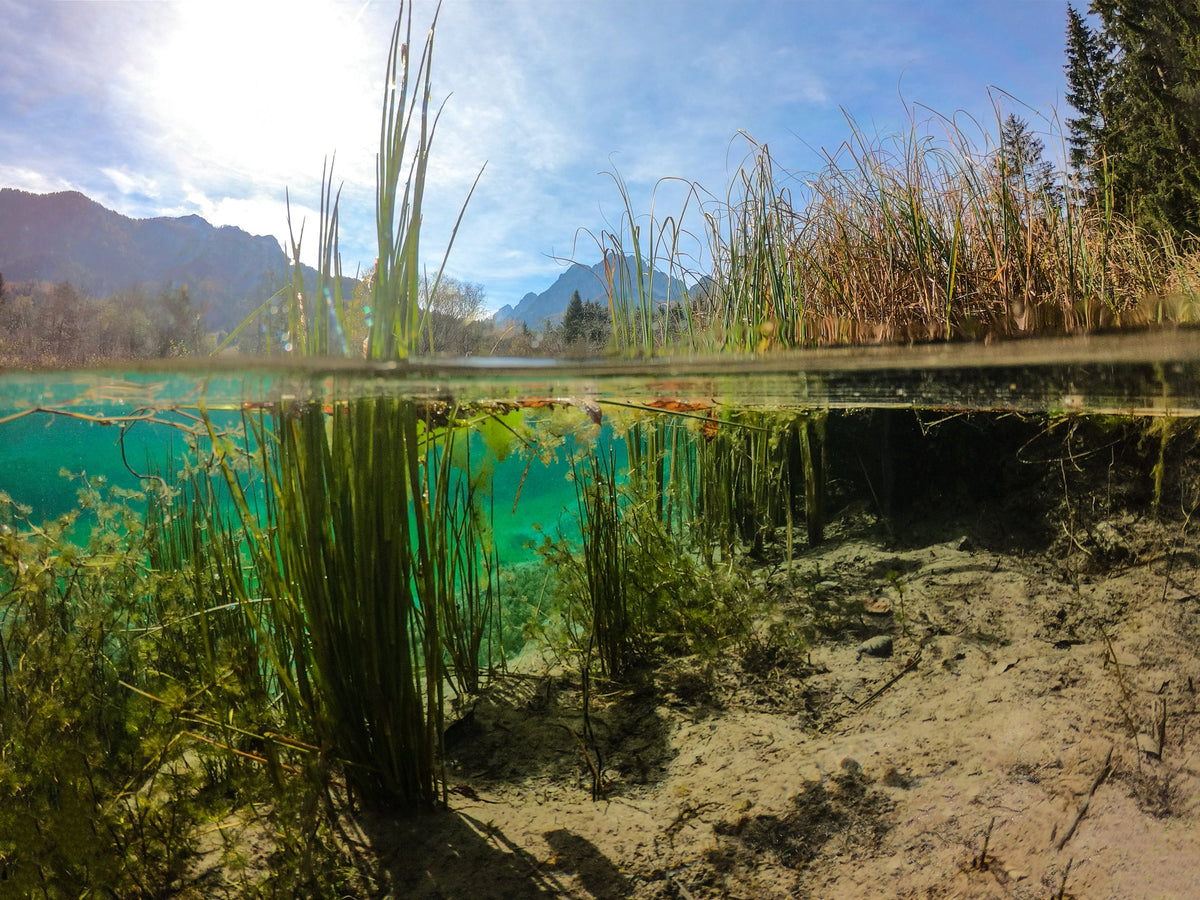 Your lake can have high phosphorus and run clear all summer. Understanding why is most of lake science.