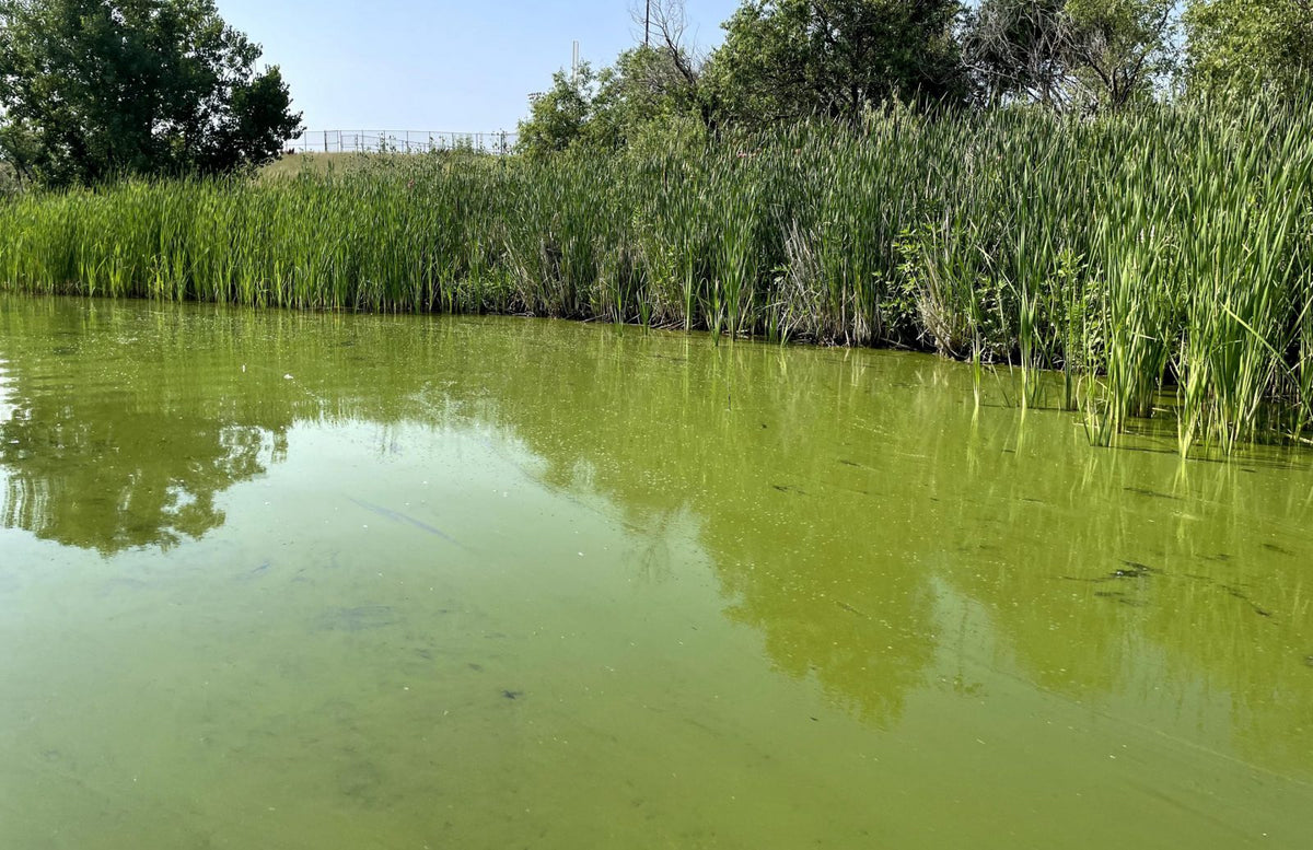 Some cyanobacteria blooms look exactly like ordinary green algae