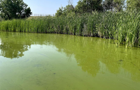 Some cyanobacteria blooms look exactly like ordinary green algae