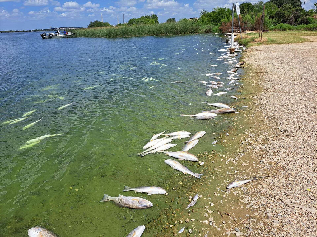 By August, the bottom of many lakes is anoxic — effectively zero oxygen