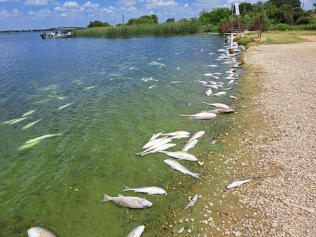 By August, the bottom of many lakes is anoxic — effectively zero oxygen