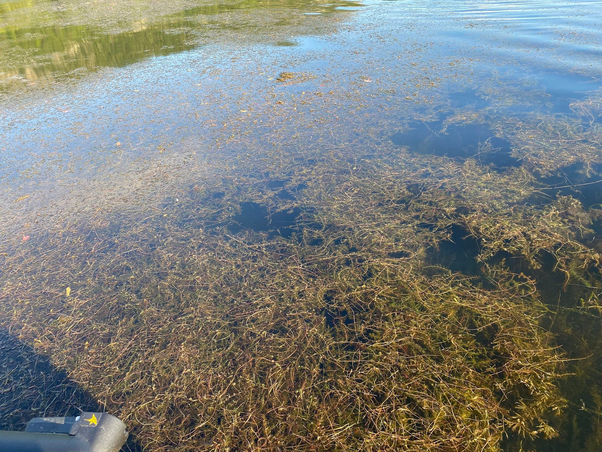 Aquatic Plant ID