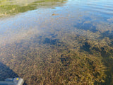 Aquatic Plant ID