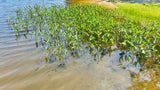 Aquatic Plants (Bundle)