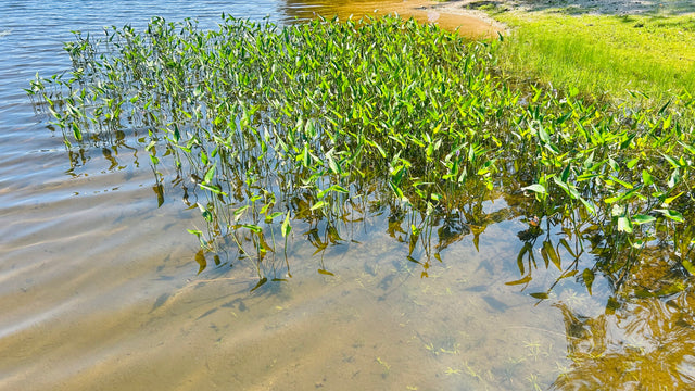 Aquatic Plants (Bundle)
