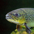 Complementing eDNA, eRNA surveying can help lake communities understand lake health & safety, spanning native endangered and invasive species.  