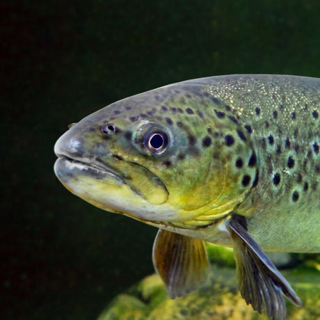 Complementing eDNA, eRNA surveying can help lake communities understand lake health & safety, spanning native endangered and invasive species.  