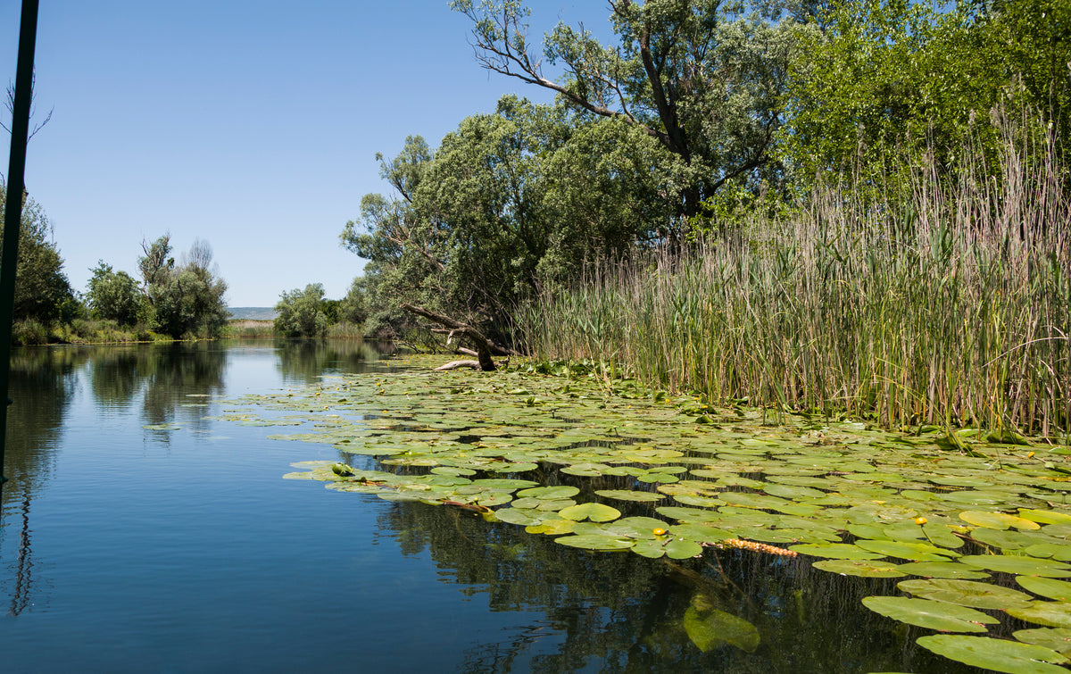 Aquatic Plant ID